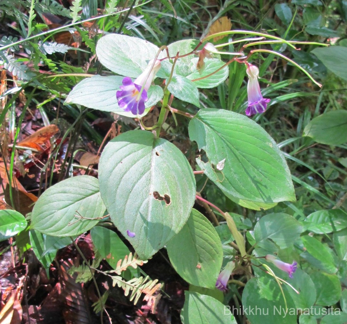 Henckelia communis (Gardner) D.J.Middleton & Mich.Möller